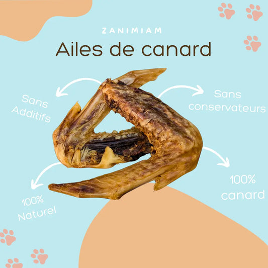 ailes_de_canard