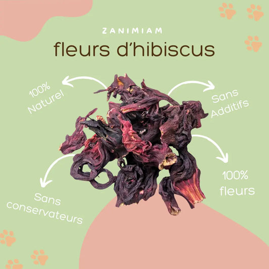 fleurs_d_hibiscus