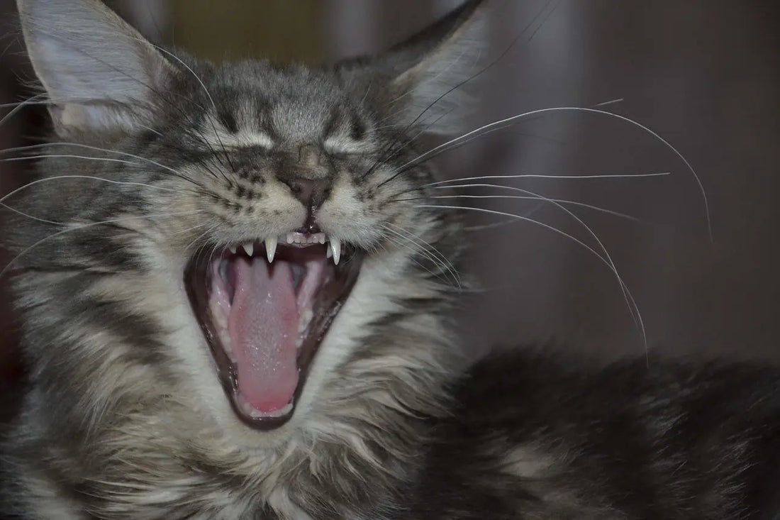 Soigner les dents de votre chat : guide complet pour une hygiène bucco-dentaire optimale