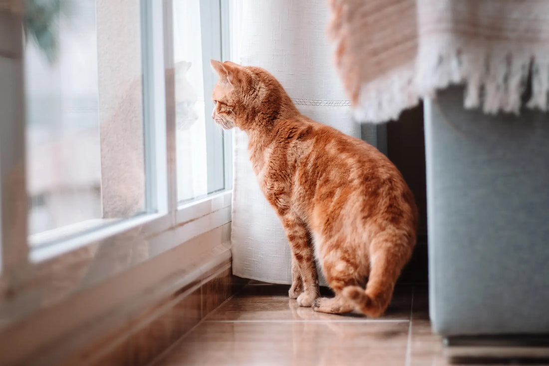 La Cataire : Tout savoir sur cette plante miracle pour chat et humain
