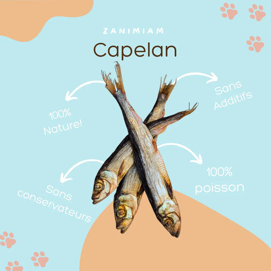 capelan