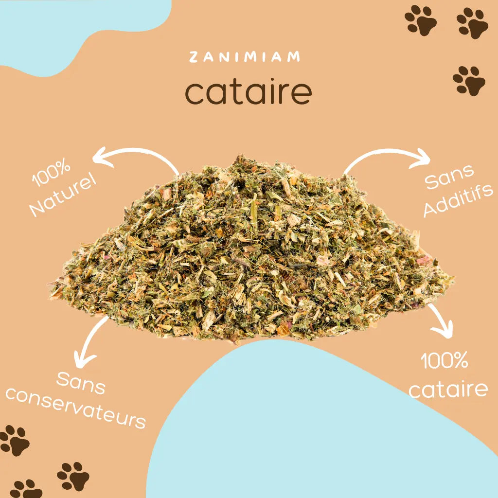 cataire