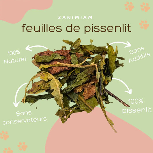 feuilles_de_pissenlit