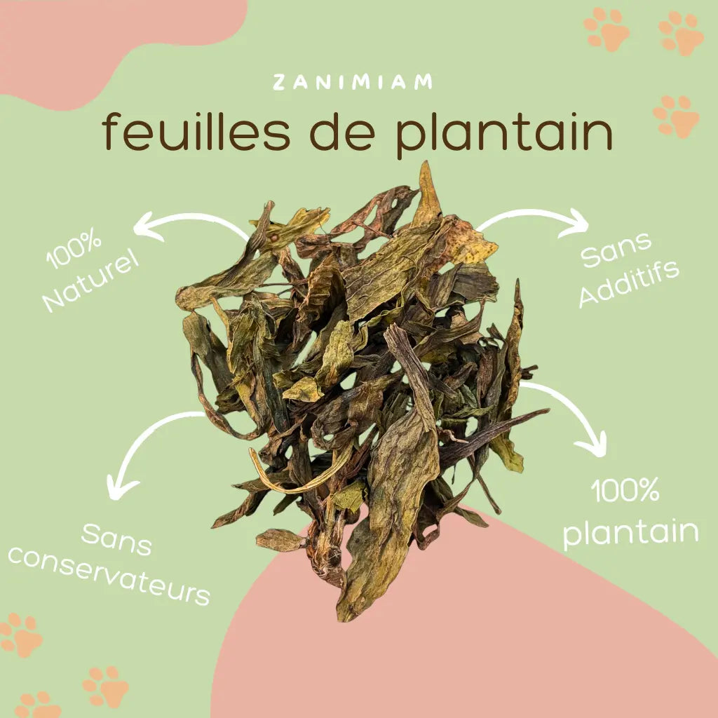 feuilles_de_plantain