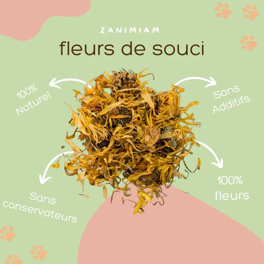 fleurs_de_souci