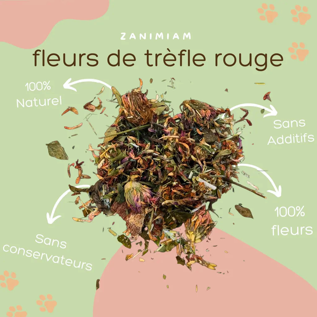 fleurs_de_trefle_rouge