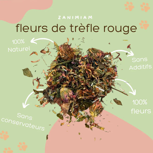 fleurs_de_trefle_rouge