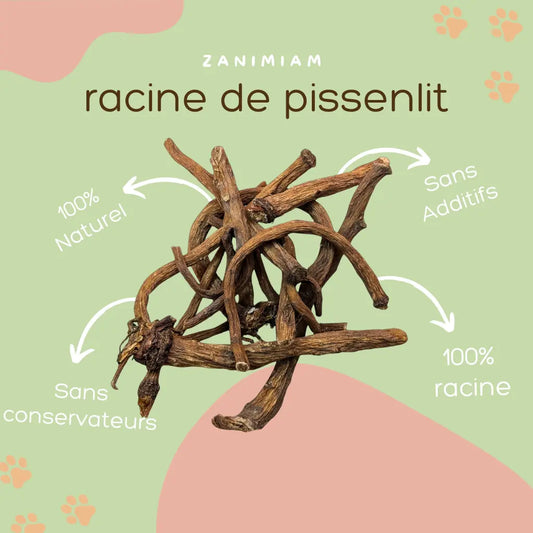 racine_de_pissenlit